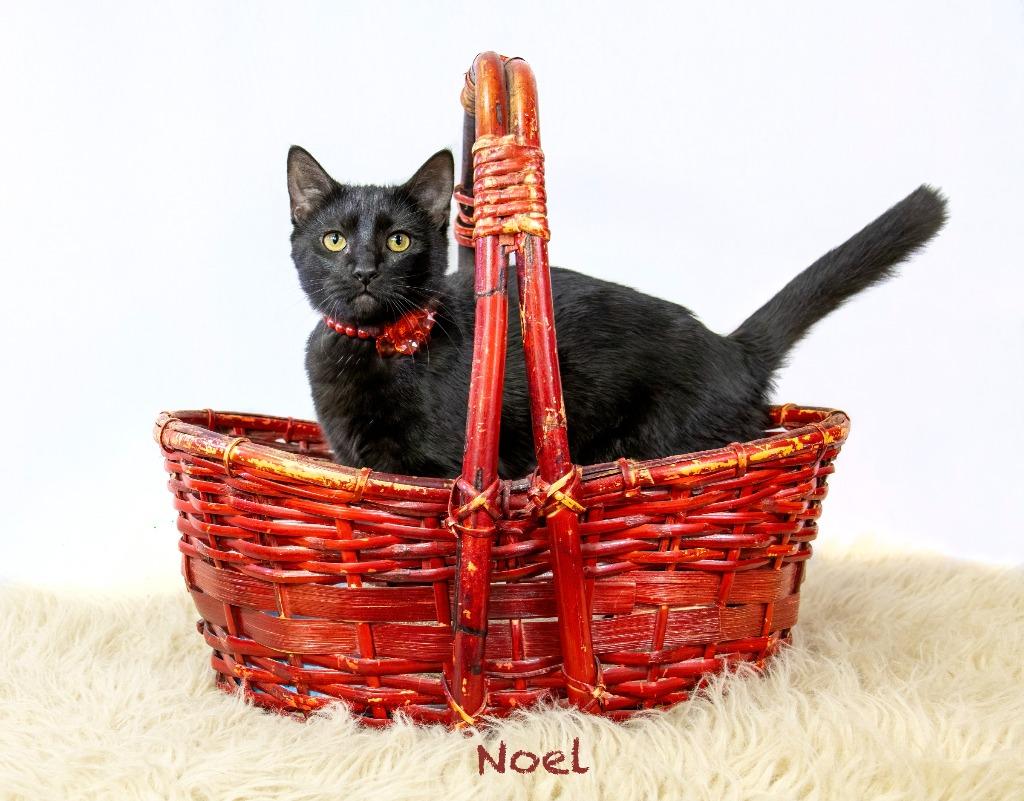 Noel, a Adoptable mixed breed in Hot Springs Village, AR image 3/3