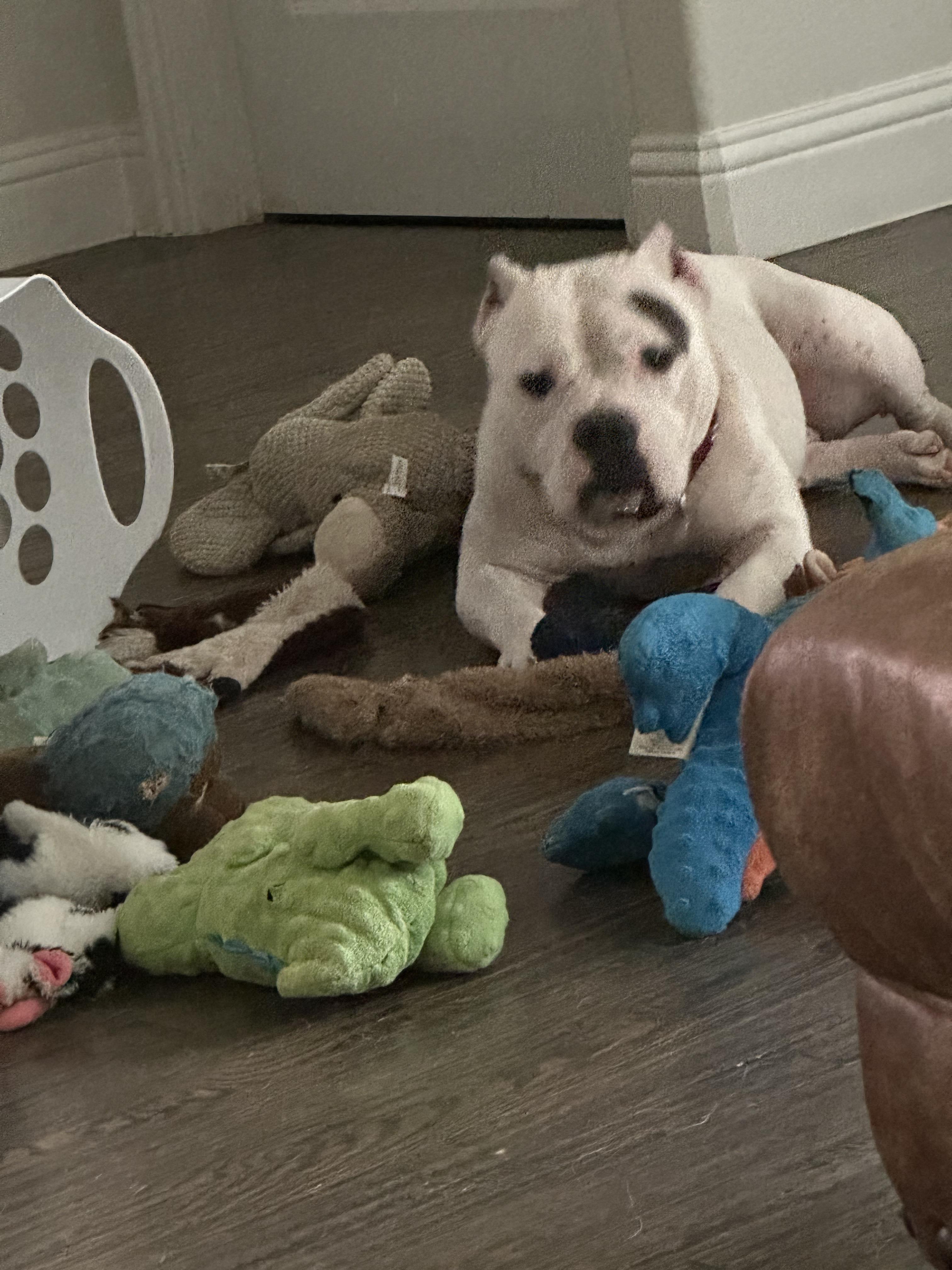 Enlarge Dolly #3 (Dolly Parton), a Adopted mixed breed in Arlee, MT image 1/6