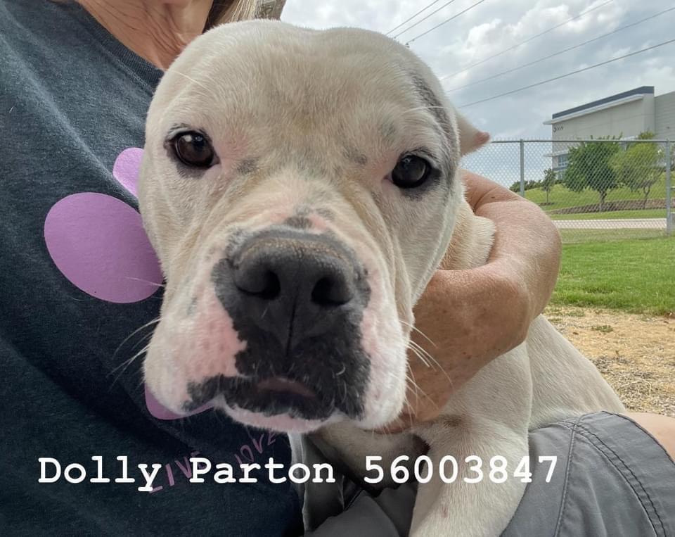 Enlarge Dolly #3 (Dolly Parton), a Adopted mixed breed in Arlee, MT image 2/6