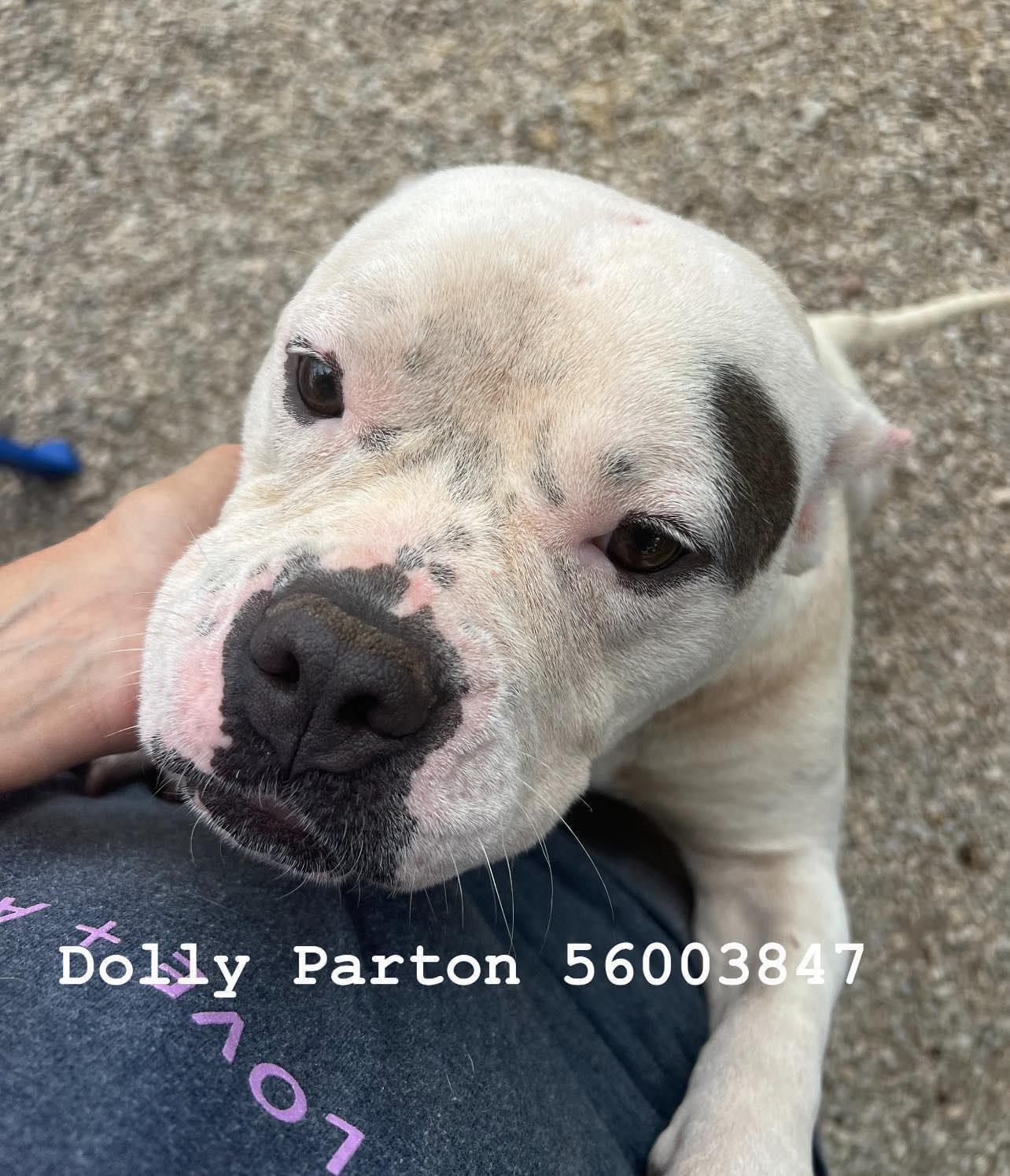 Enlarge Dolly #3 (Dolly Parton), a Adopted mixed breed in Arlee, MT image 3/6