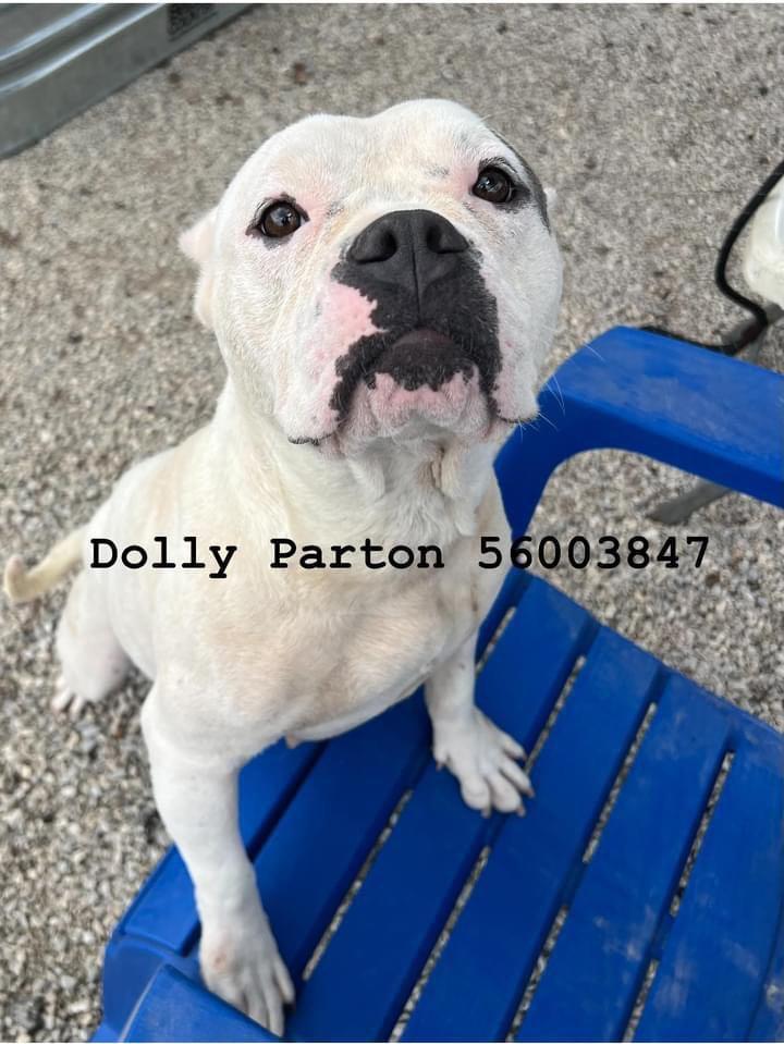 Enlarge Dolly #3 (Dolly Parton), a Adopted mixed breed in Arlee, MT image 4/6