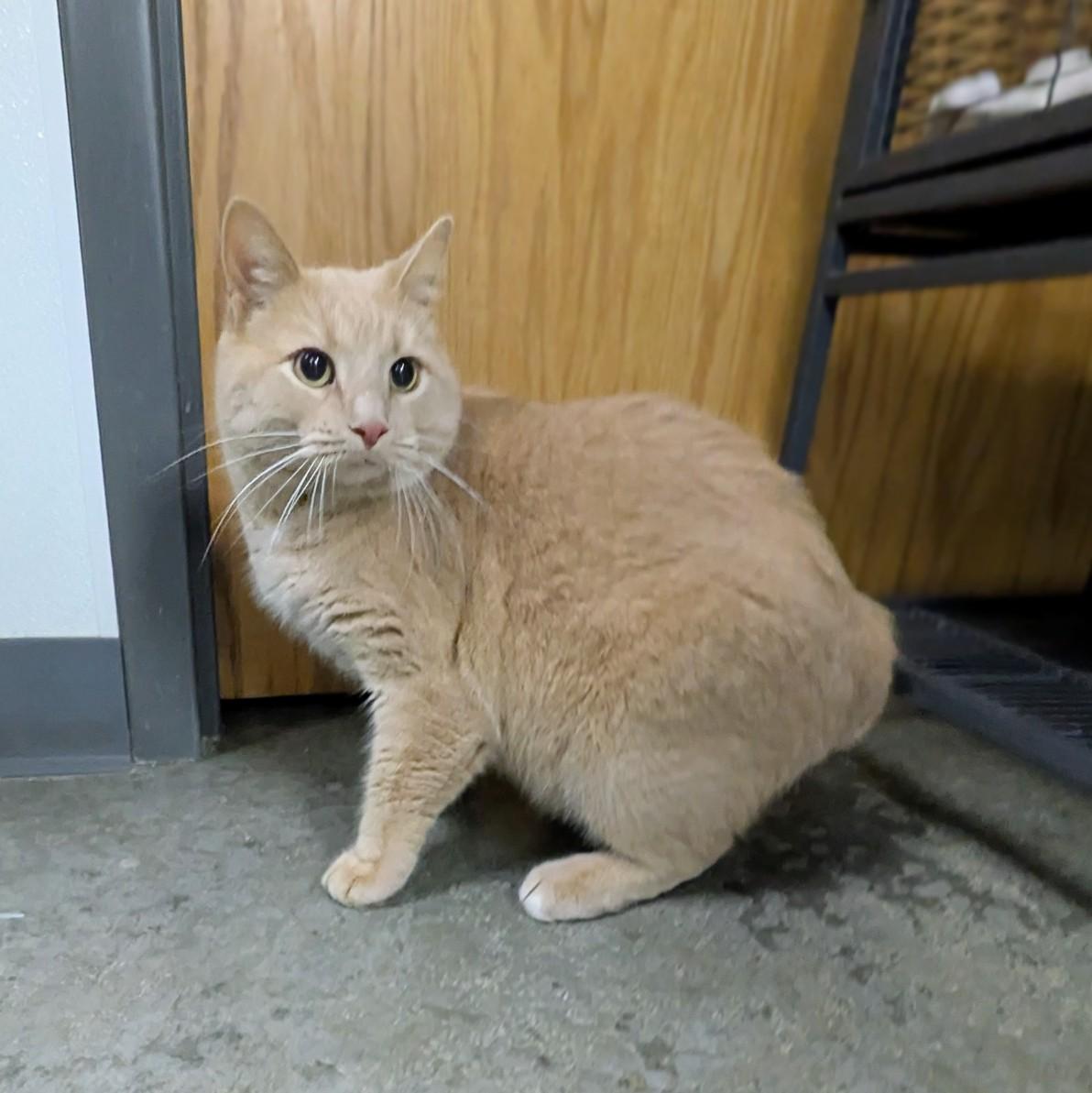 Enlarge Boots, an adopted mixed breed in Mount Carmel, IL image 5/6