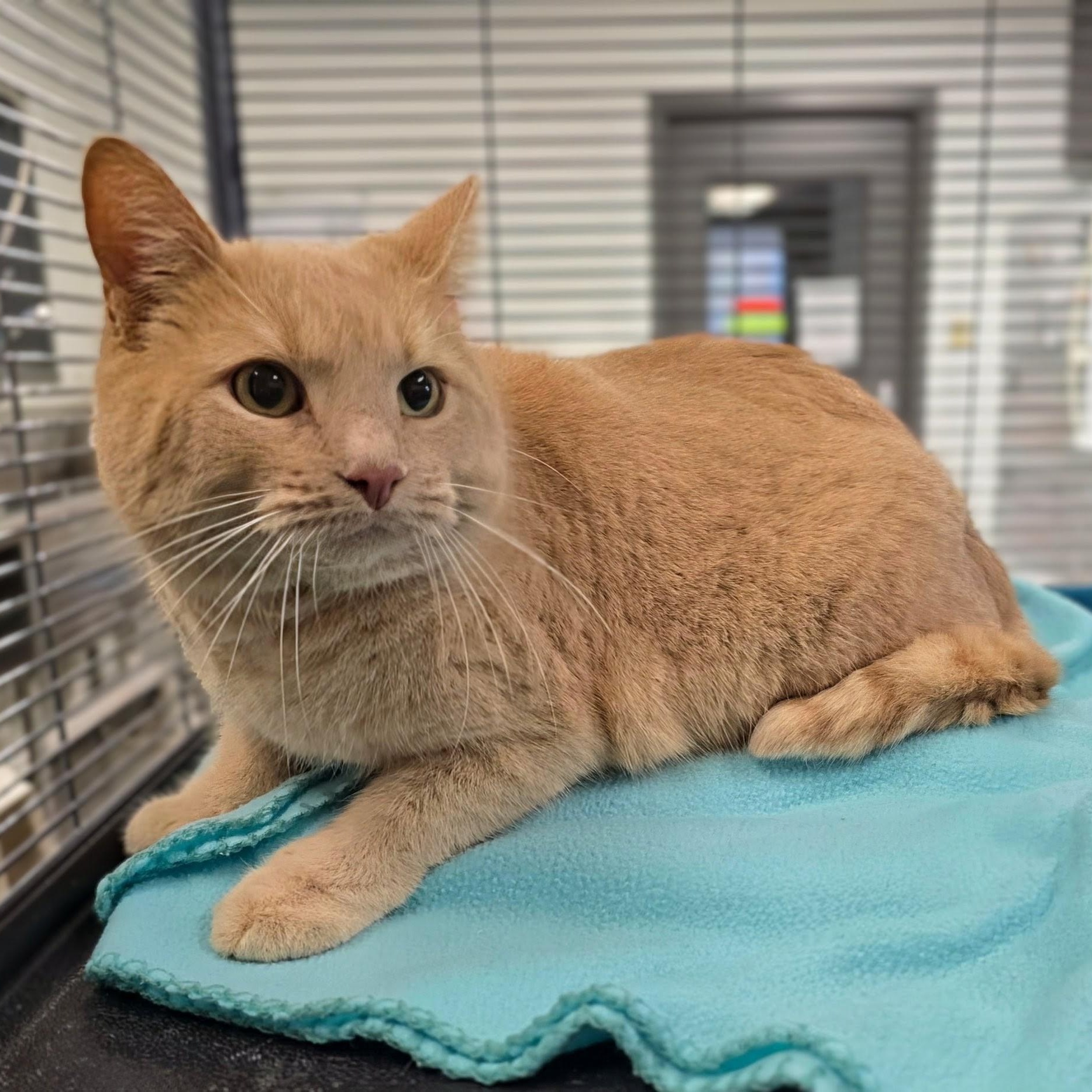 Enlarge Boots, an adopted mixed breed in Mount Carmel, IL image 2/6