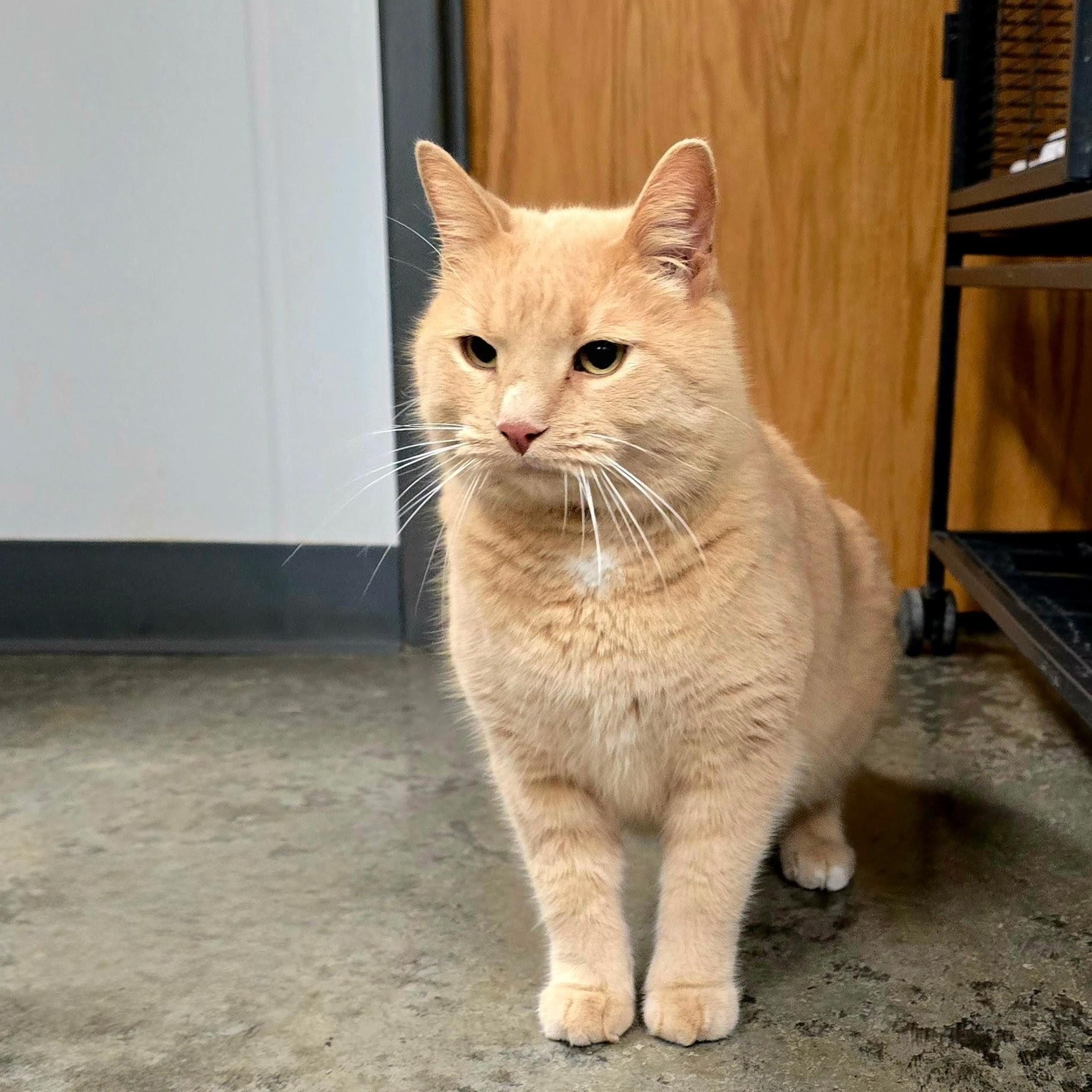 Boots, adopted, Adult Male Domestic Short Hair.