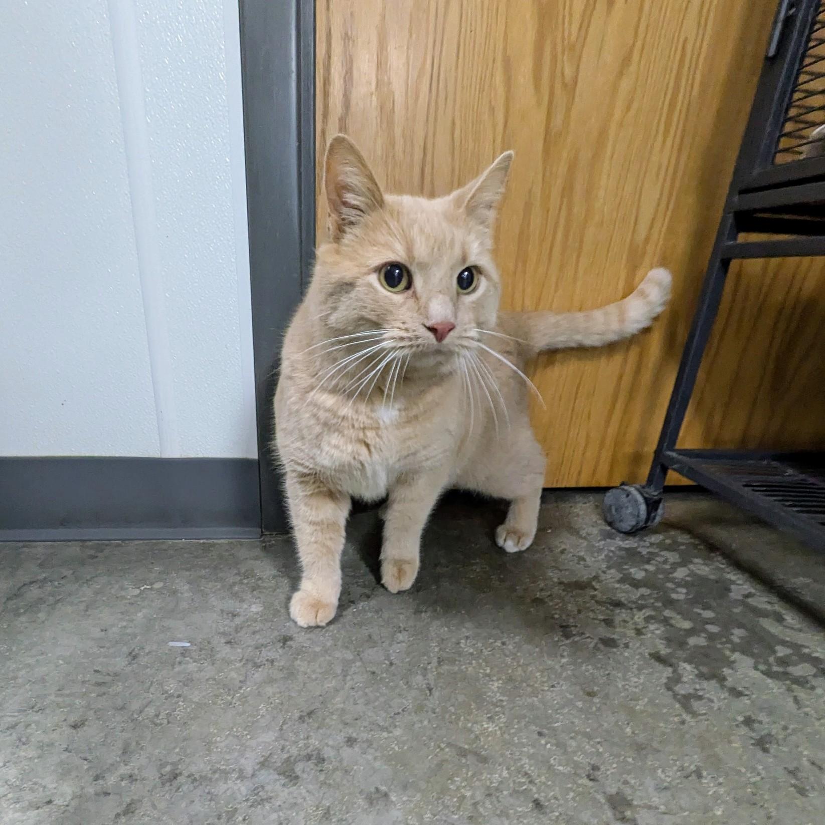 Enlarge Boots, an adopted mixed breed in Mount Carmel, IL image 3/6