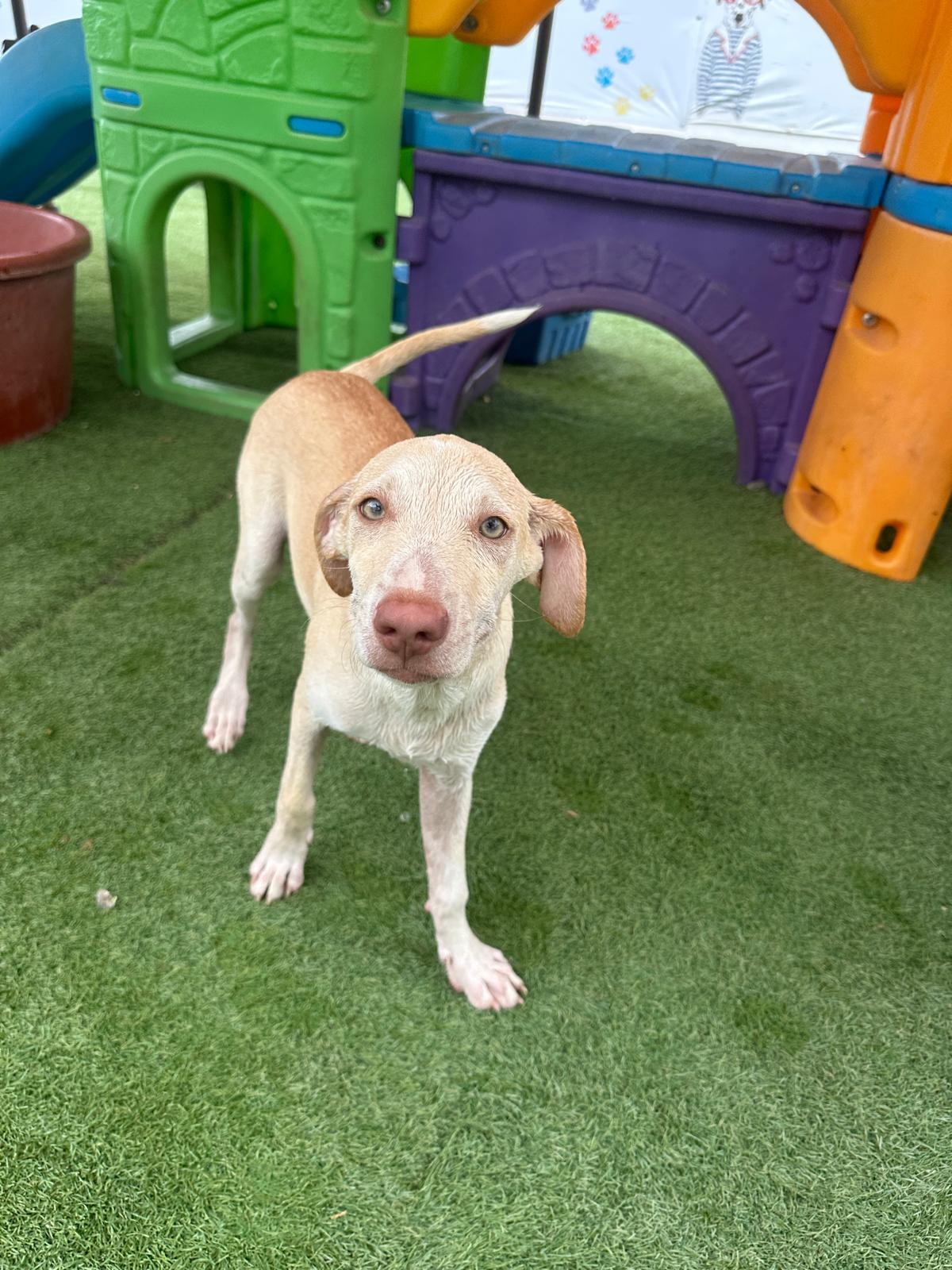 Enlarge Richie, a Adopted mixed breed in Los Angeles, CA image 1/6
