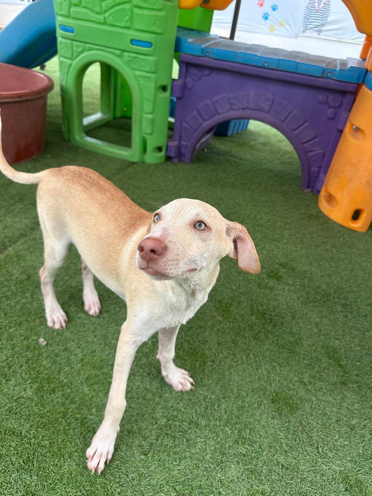 Enlarge Richie, a Adopted mixed breed in Los Angeles, CA image 3/6