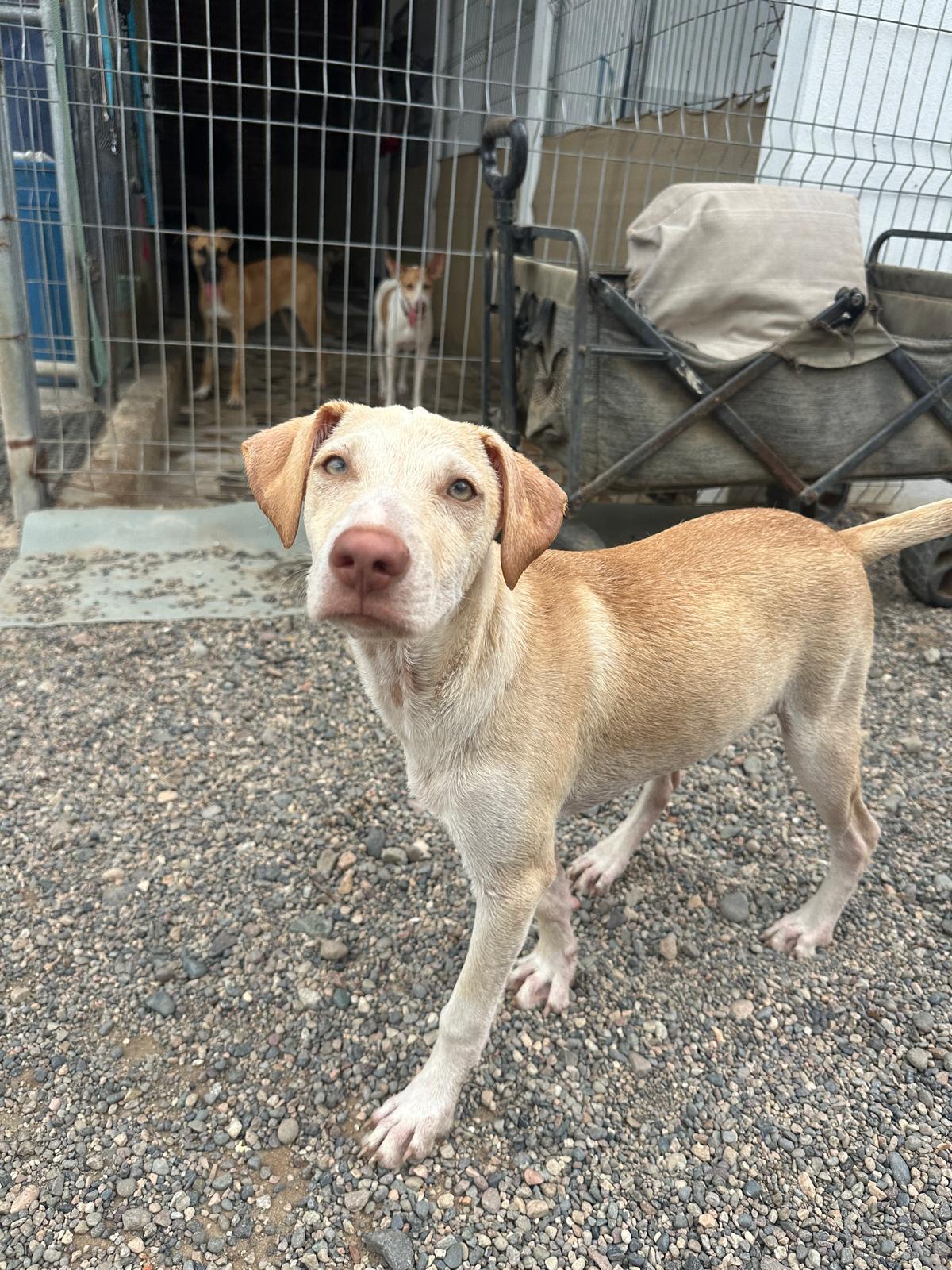 Enlarge Richie, a Adopted mixed breed in Los Angeles, CA image 6/6