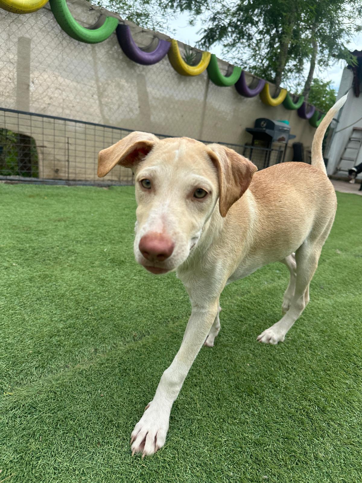Enlarge Richie, a Adopted mixed breed in Los Angeles, CA image 5/6