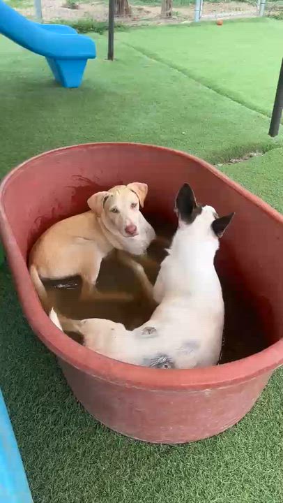 Enlarge Richie, a Adopted mixed breed in Los Angeles, CA video 2/6
