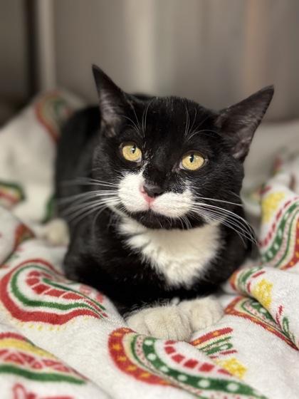 Willy, an adoptable mixed breed in Tinley Park, IL image 1/2