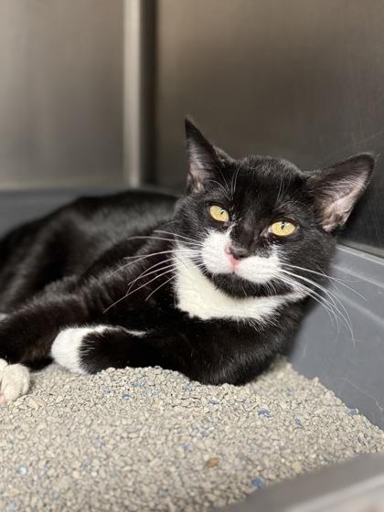 Willy, an adoptable mixed breed in Tinley Park, IL image 2/2