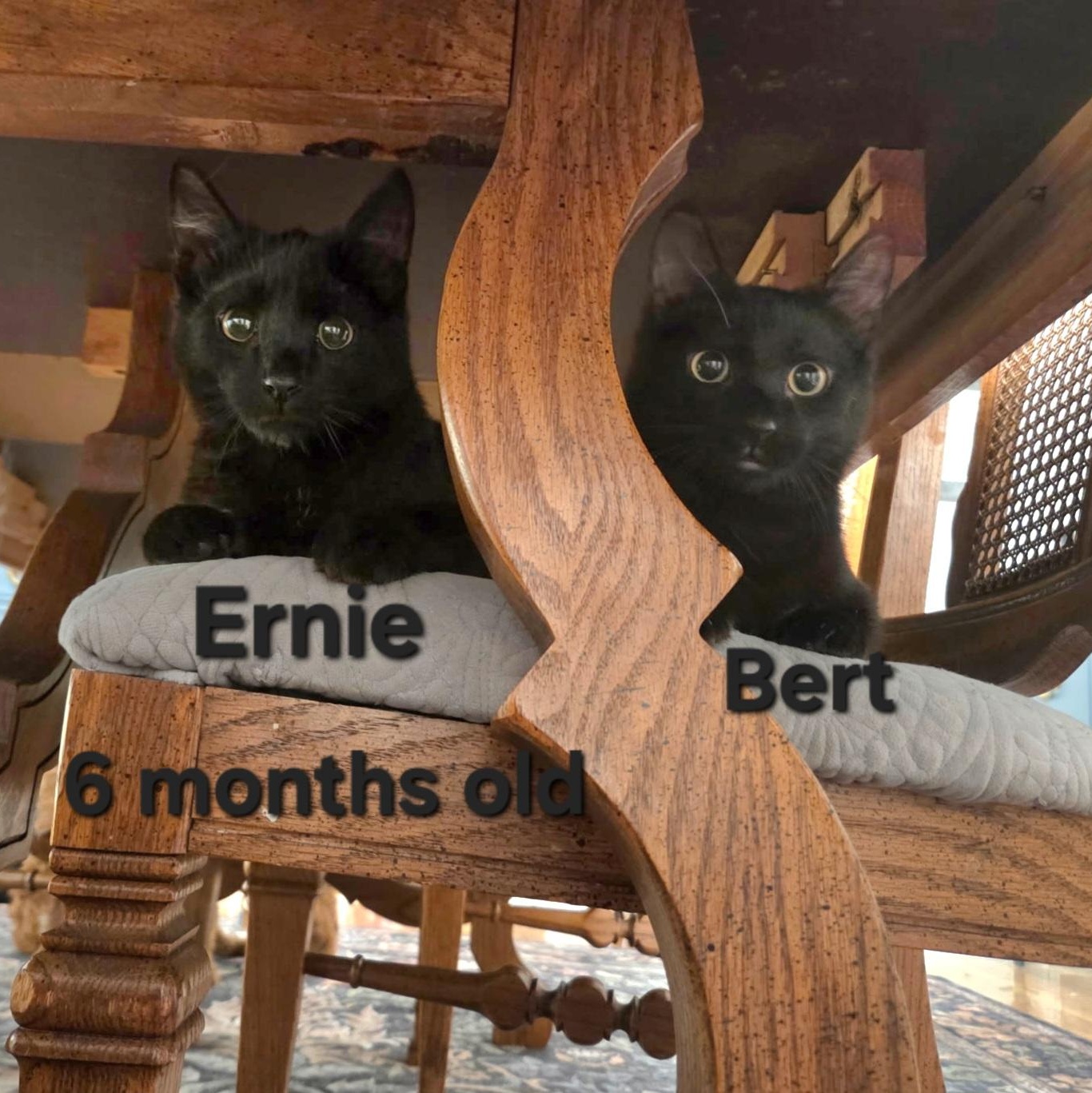 Enlarge Ernie, a Adoptable mixed breed in South Park, PA image 4/4