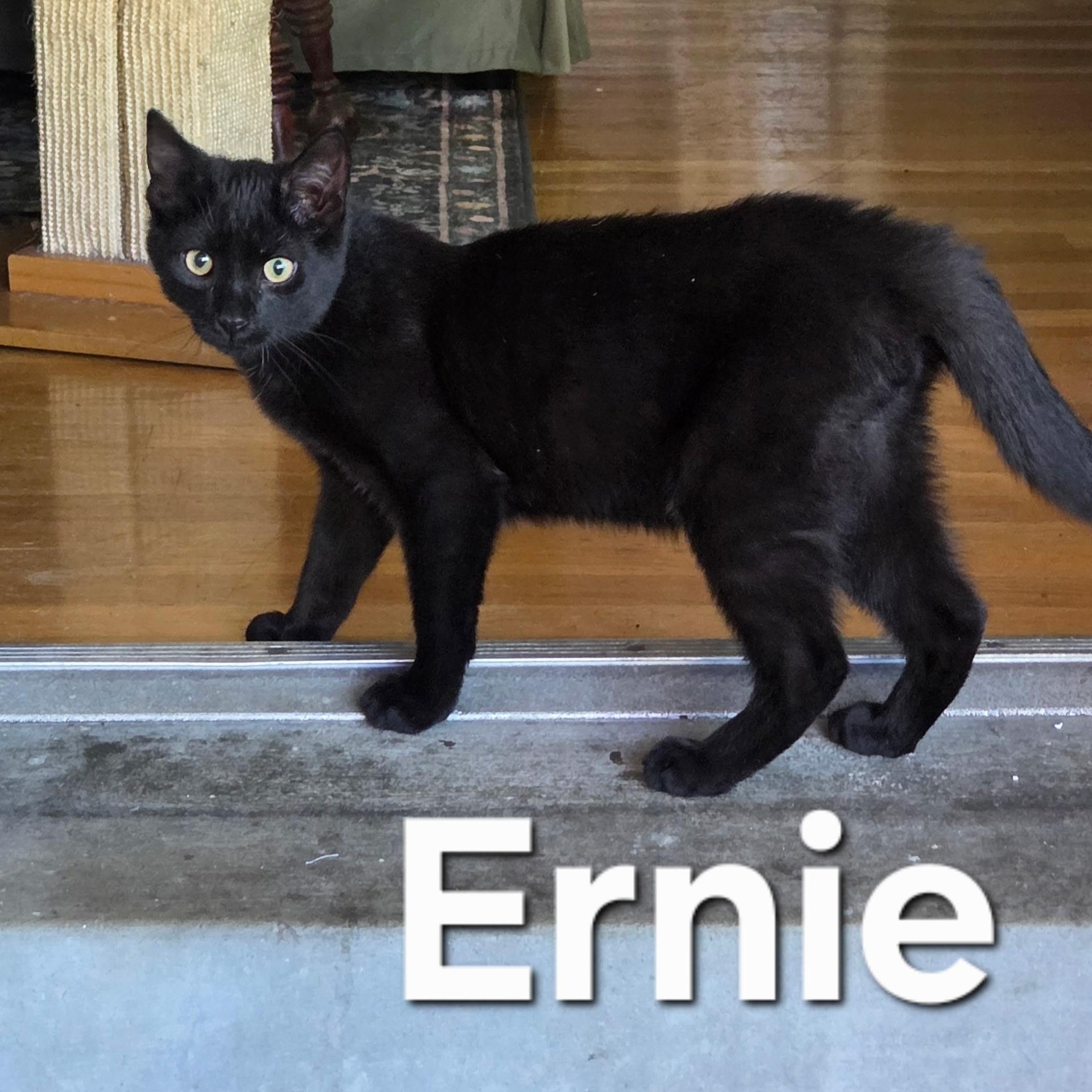 Ernie, Adoptable, Kitten Male Domestic Short Hair.