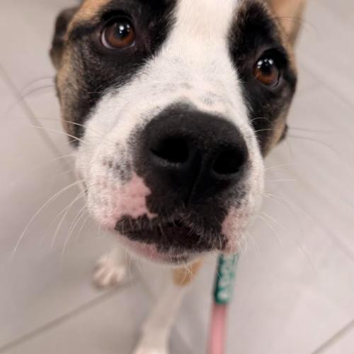 Enlarge Mystic, a Adoptable mixed breed in Washington, DC image 1/6