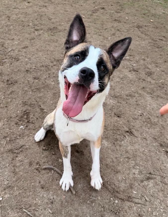 Enlarge Mystic, a Adoptable mixed breed in Washington, DC image 2/6