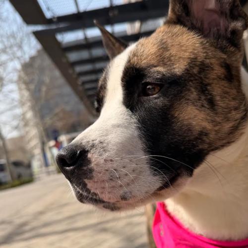 Enlarge Mystic, a Adoptable mixed breed in Washington, DC image 3/6