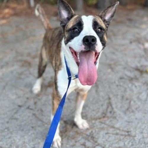 Mystic, Adoptable, Young Female Australian Cattle Dog / Blue Heeler & Mixed Breed.