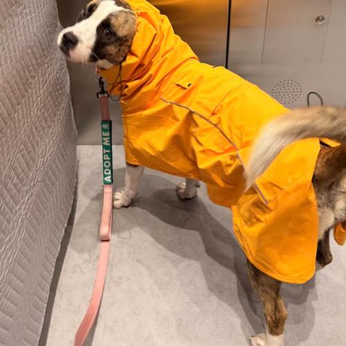 Enlarge Mystic, a Adoptable mixed breed in Washington, DC image 4/6