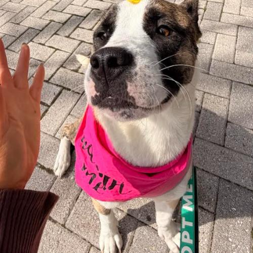 Enlarge Mystic, a Adoptable mixed breed in Washington, DC image 5/6