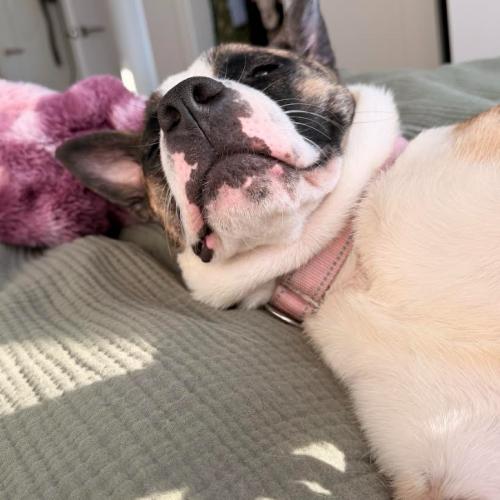 Enlarge Mystic, a Adoptable mixed breed in Washington, DC image 6/6