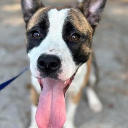 Enlarge Mystic, a Adoptable mixed breed in Washington, DC image 3/3