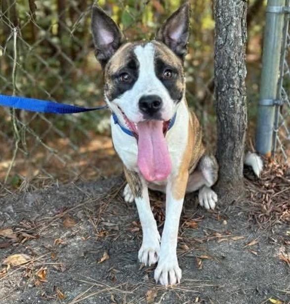 Enlarge Mystic, a Adoptable mixed breed in Washington, DC image 2/4