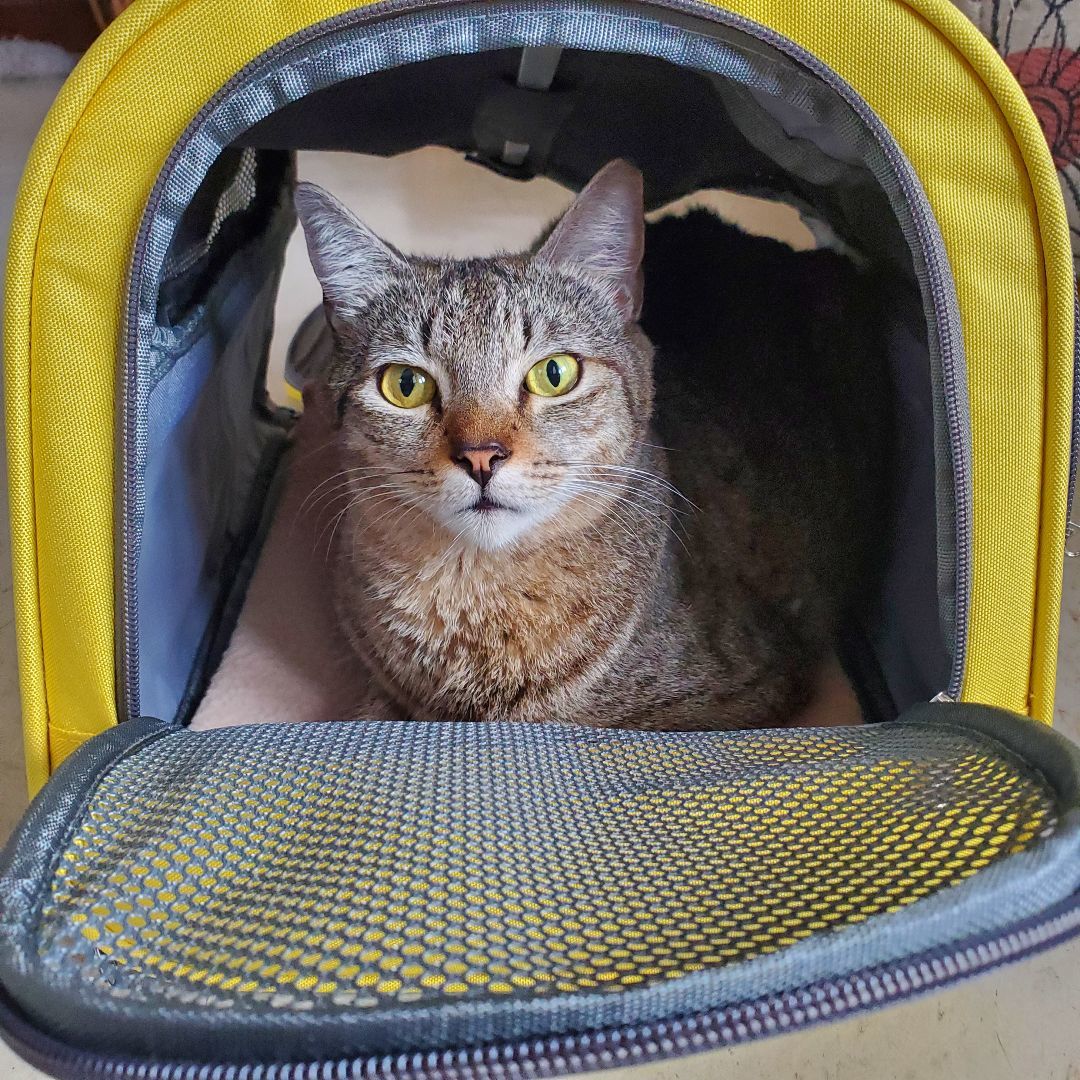 Mel, Adoptable, Young Female Tabby & American Shorthair.