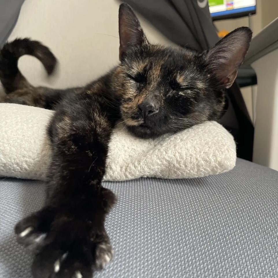 Lottie, a ADOPTABLE Domestic Short Hair in Weehawken, NJ image 3/6