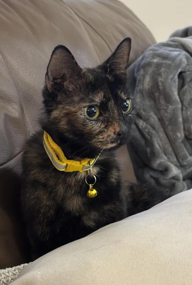 Lottie, a ADOPTABLE Domestic Short Hair in Weehawken, NJ image 2/6