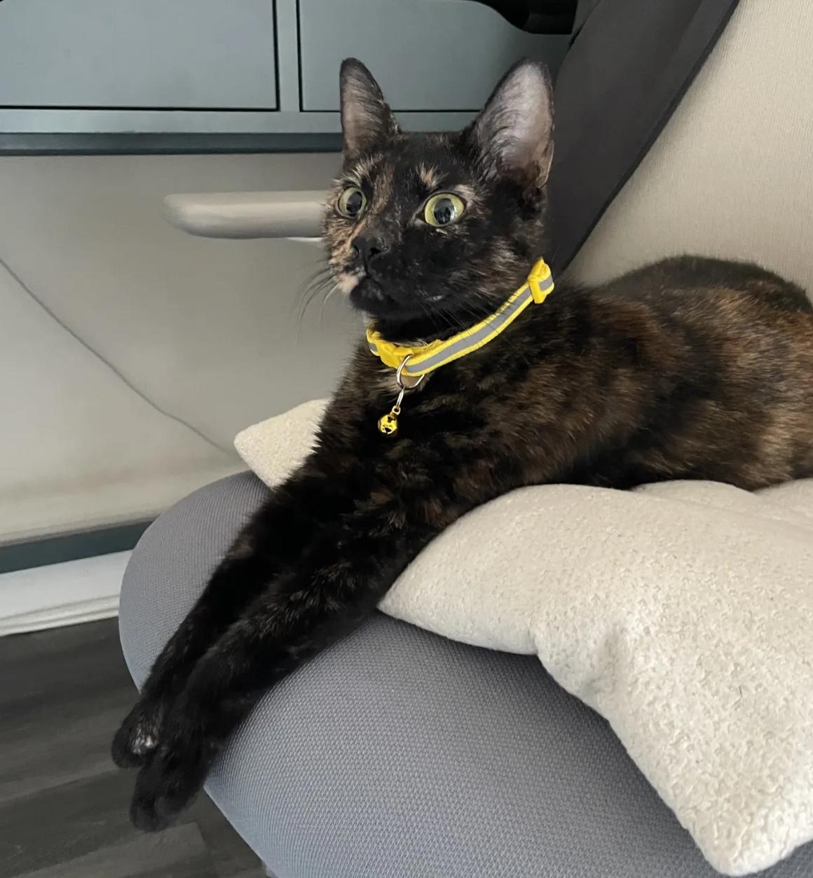 Lottie, ADOPTABLE, Young Female Domestic Short Hair.