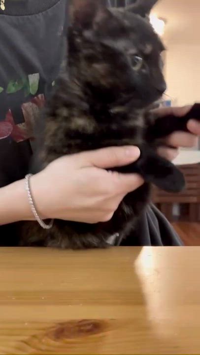 Enlarge Lottie, a ADOPTABLE Domestic Short Hair in Weehawken, NJ video 5/6
