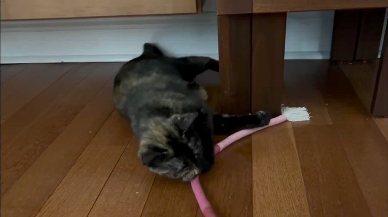 Enlarge Lottie, a ADOPTABLE Domestic Short Hair in Weehawken, NJ video 6/6