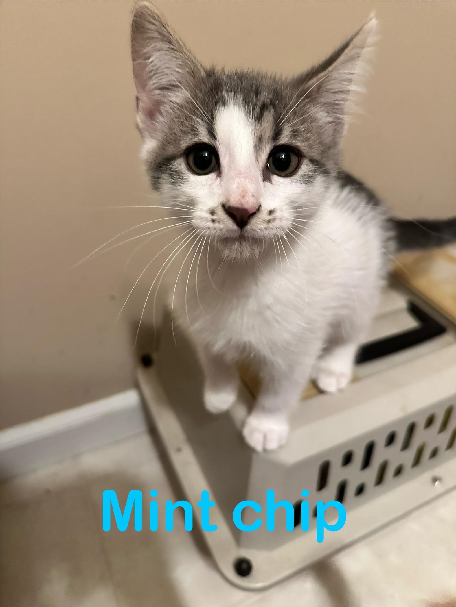 MintChip, Baby Male unknown