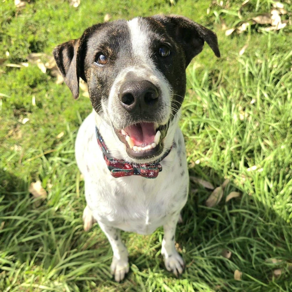 Monet Bonded With Van thumbnail 3