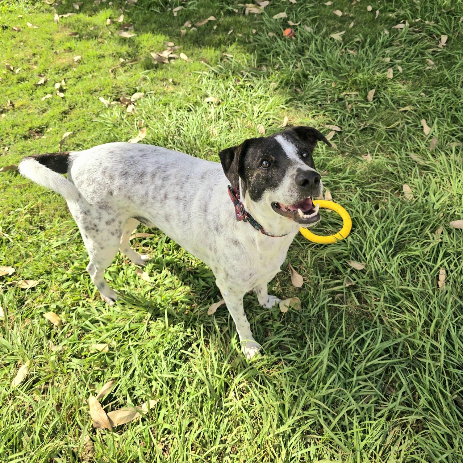 Monet Bonded With Van thumbnail 4