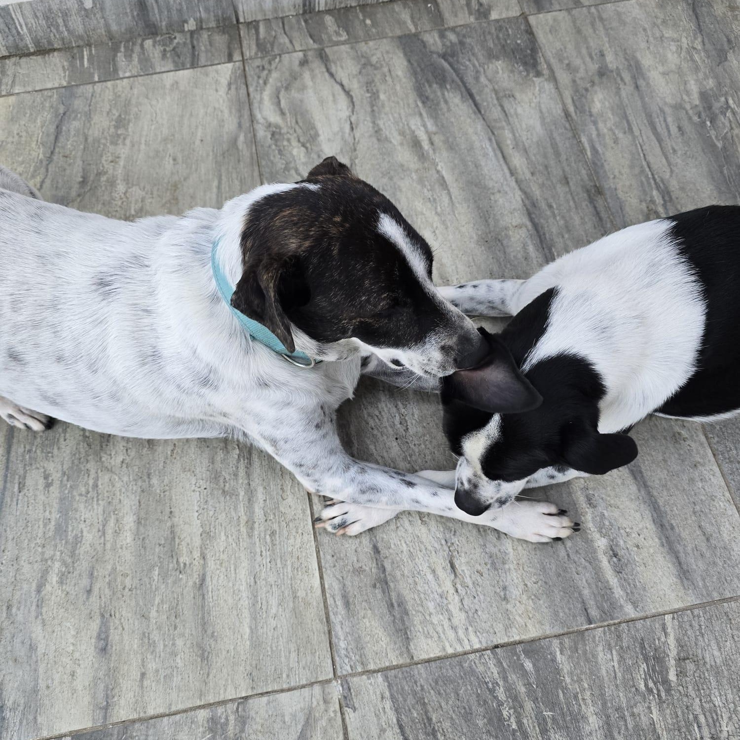 Monet Bonded With Van thumbnail 5