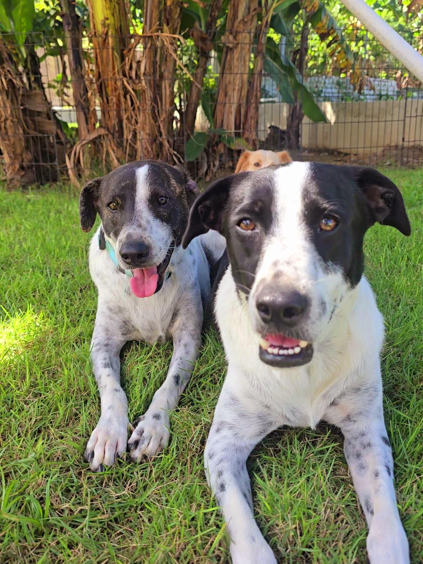 Monet Bonded With Van thumbnail 6