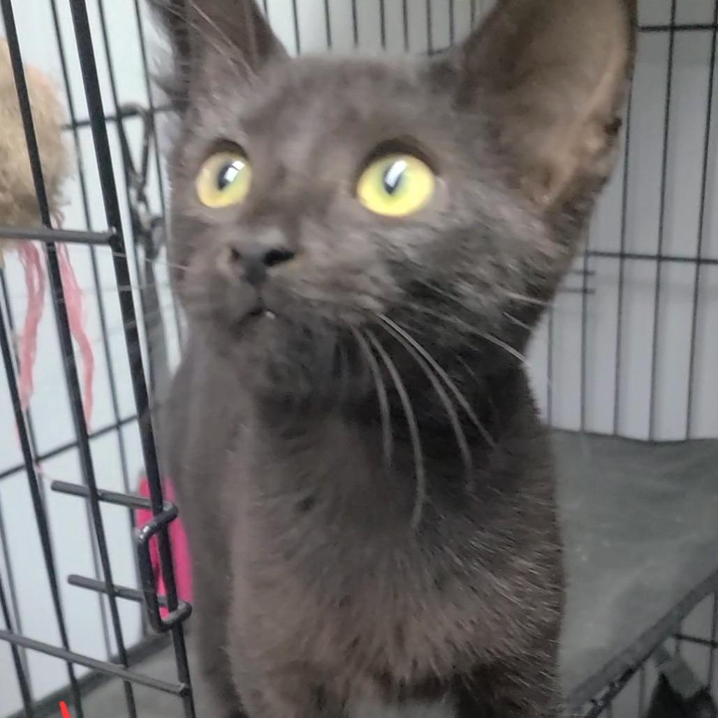 Ganache, Adoptable, Kitten Female Domestic Short Hair.
