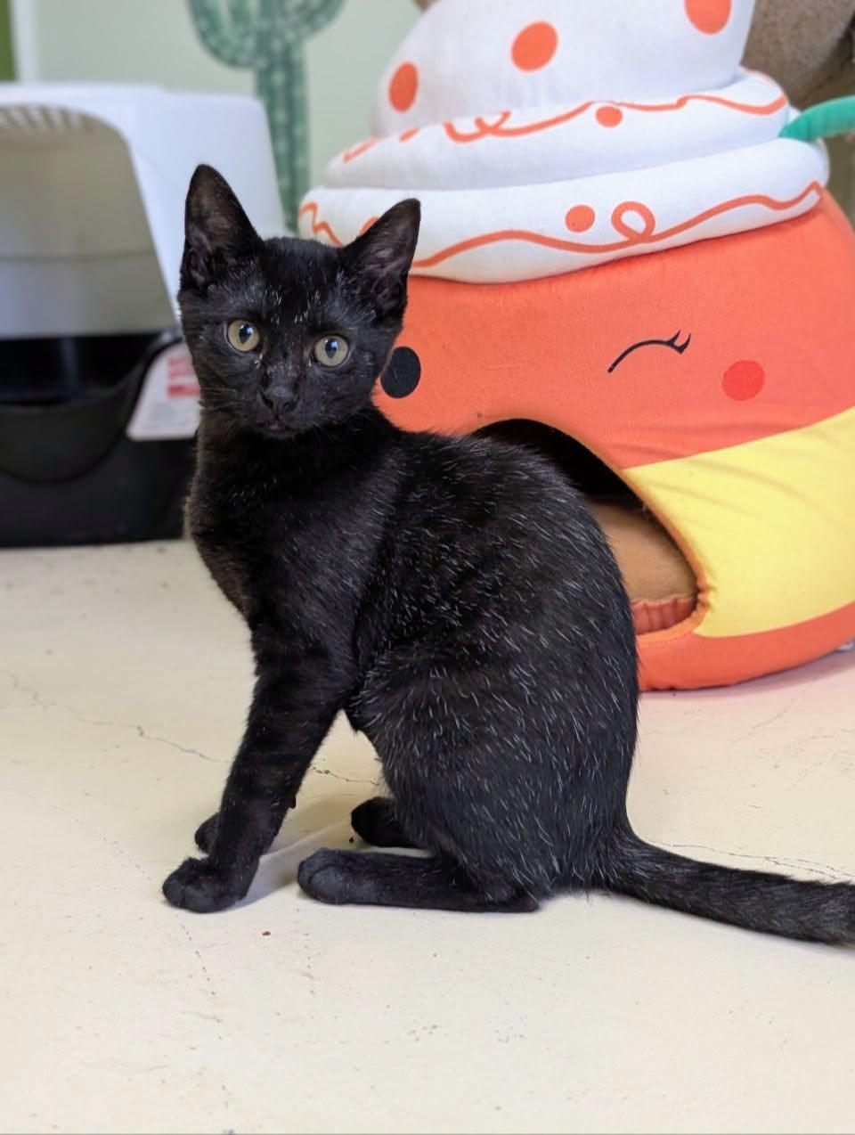 Weaver, ADOPTABLE, Kitten Female Domestic Short Hair.