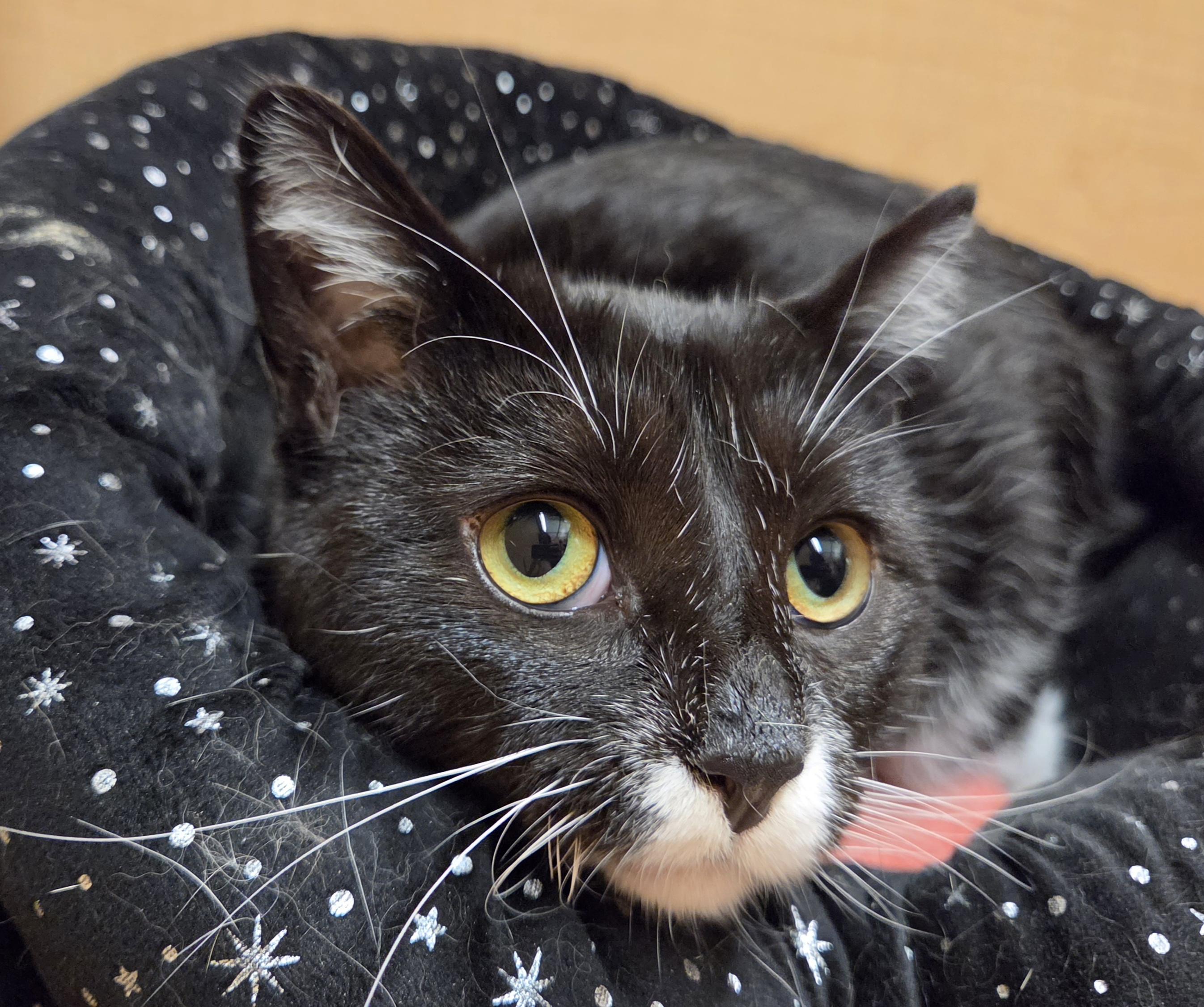 Bok, a ADOPTABLE Domestic Short Hair in Syracuse, NY image 4/6