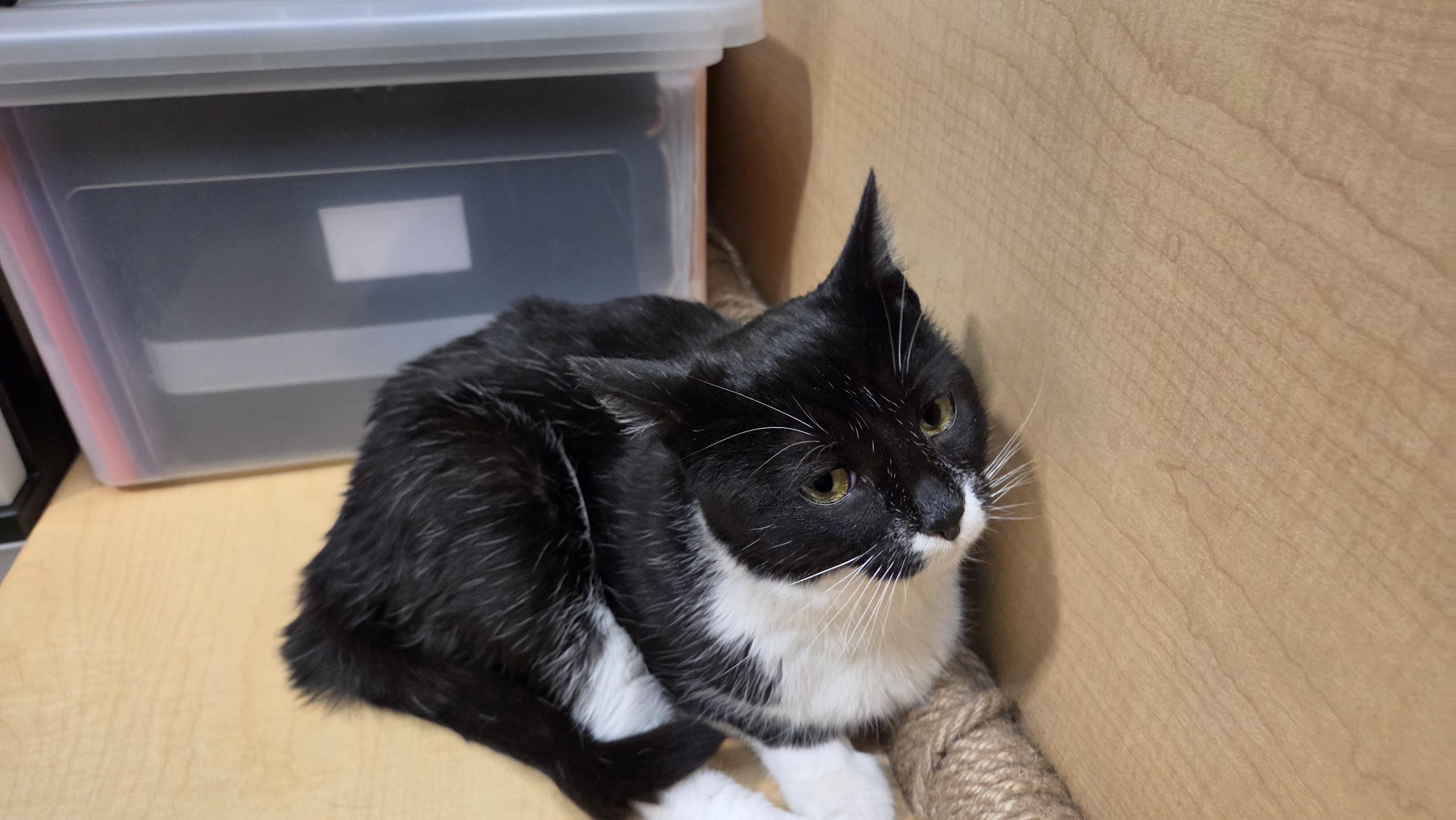Bok, a ADOPTABLE Domestic Short Hair in Syracuse, NY image 3/6