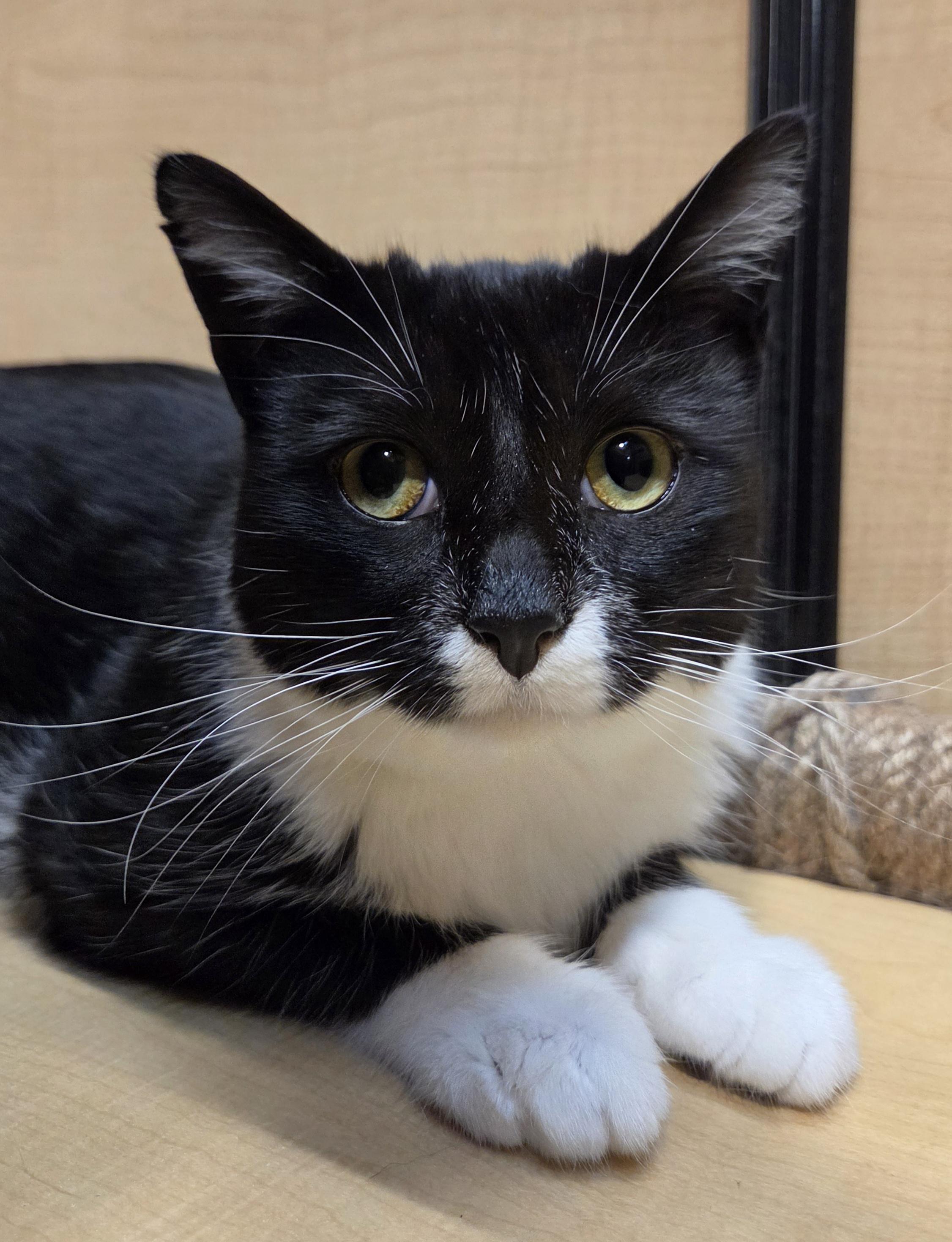 Bok, a ADOPTABLE Domestic Short Hair in Syracuse, NY image 2/6