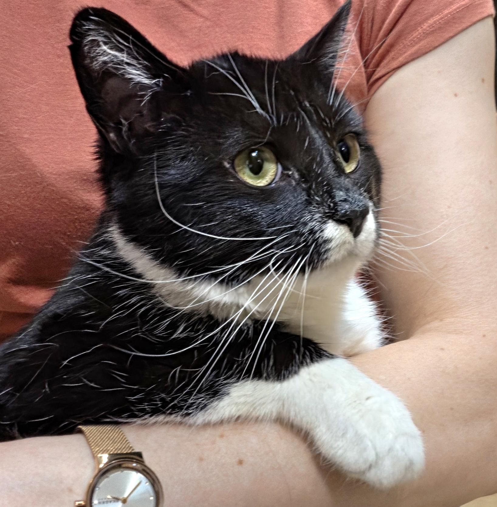 Bok, a ADOPTABLE Domestic Short Hair in Syracuse, NY image 5/6
