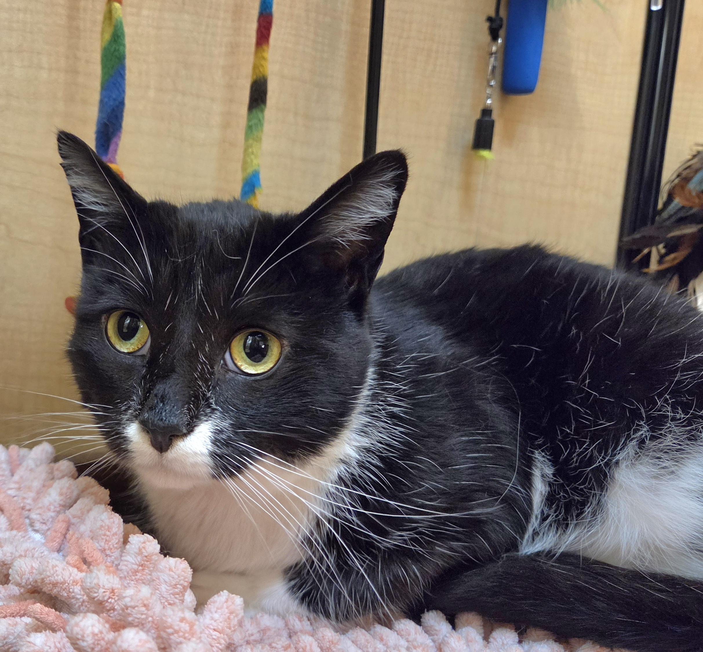 Bok, a ADOPTABLE Domestic Short Hair in Syracuse, NY image 6/6