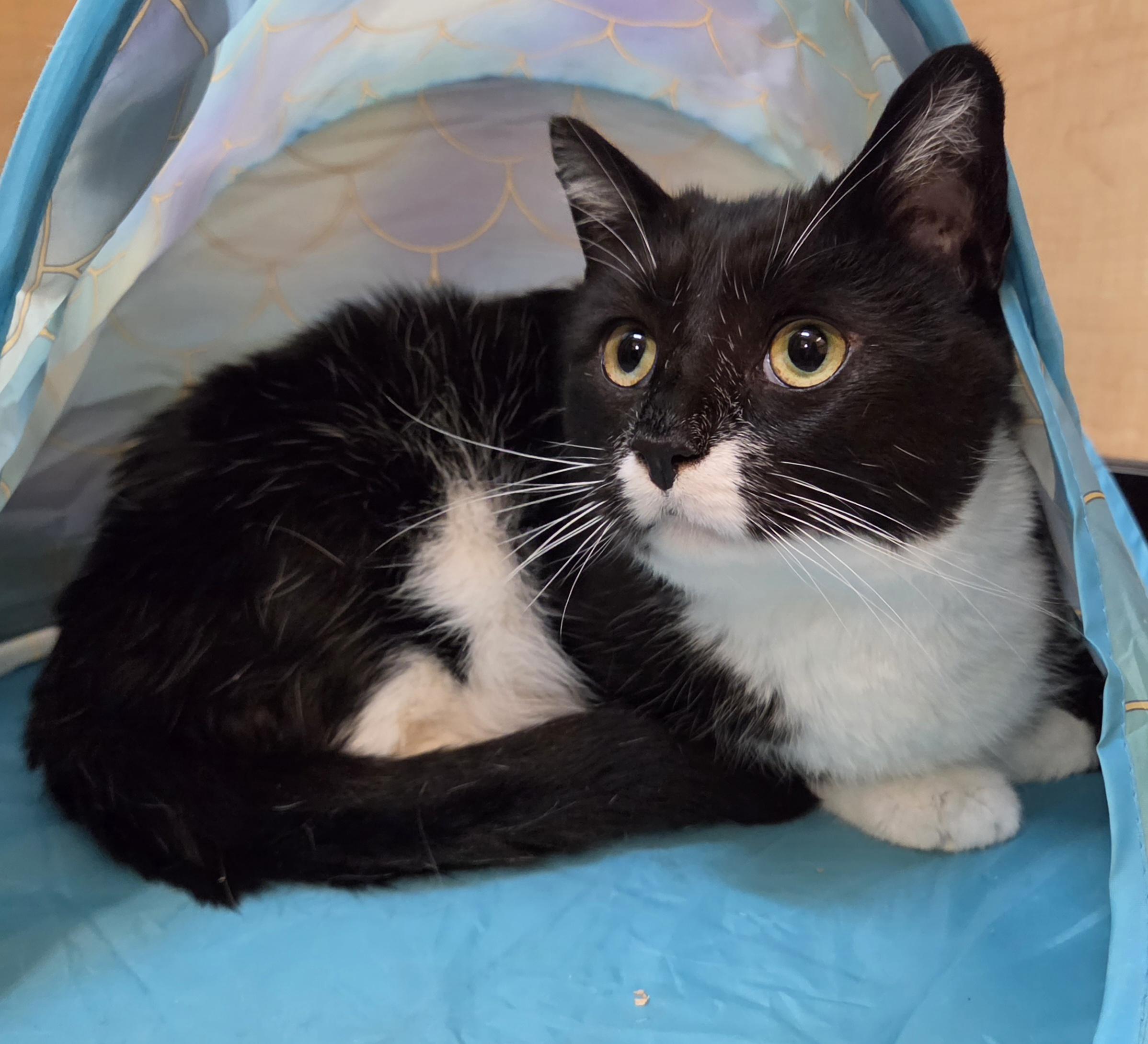 Bok, ADOPTABLE, Young Male Domestic Short Hair.