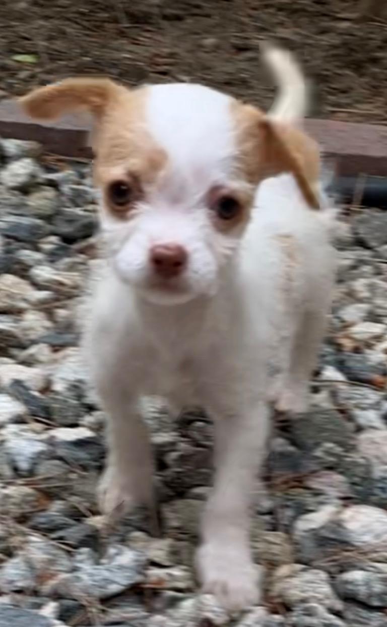 Petunia -needs a special home - who wants to adopt her photo 2