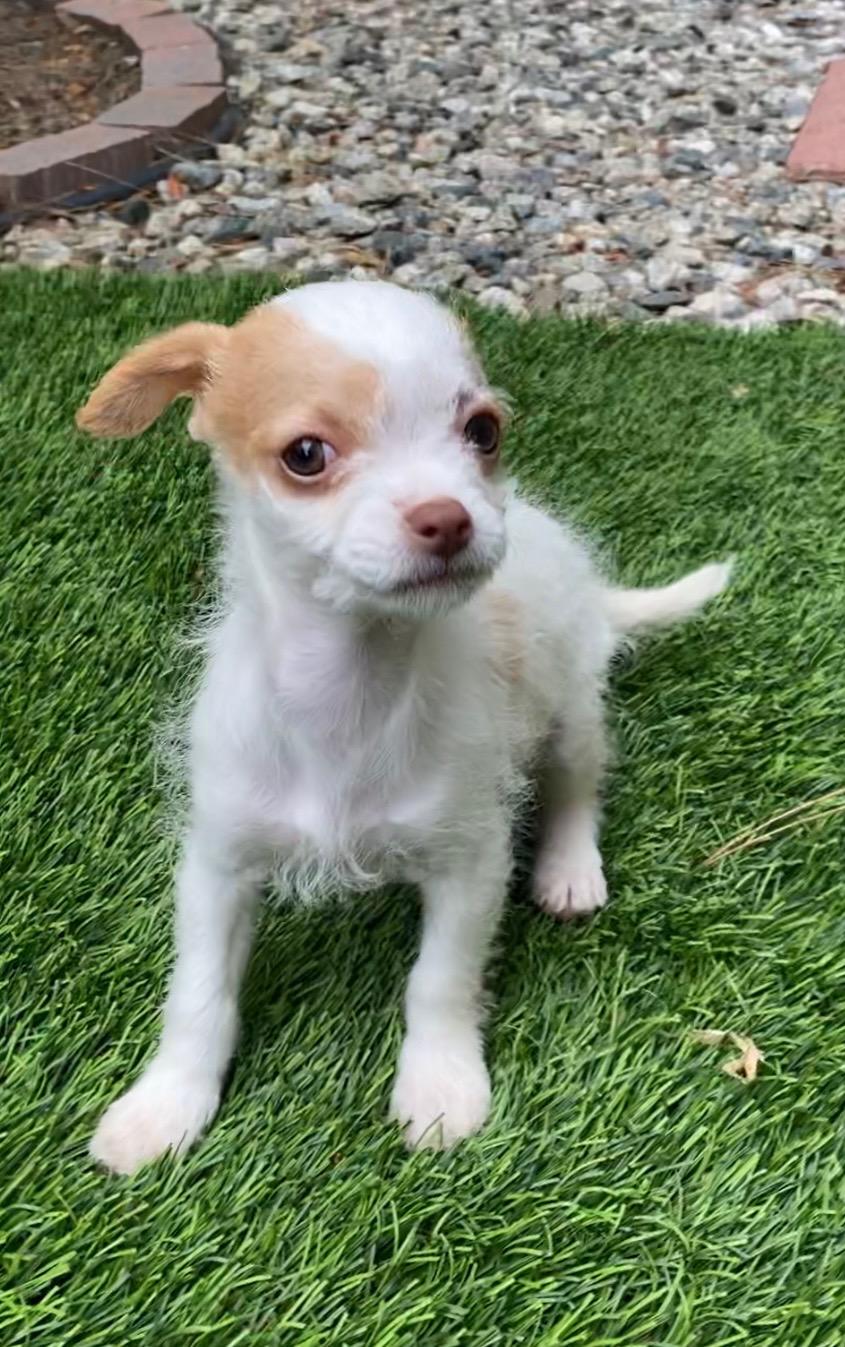 Petunia -needs a special home - who wants to adopt her, Baby Female Jack Russell Terrier