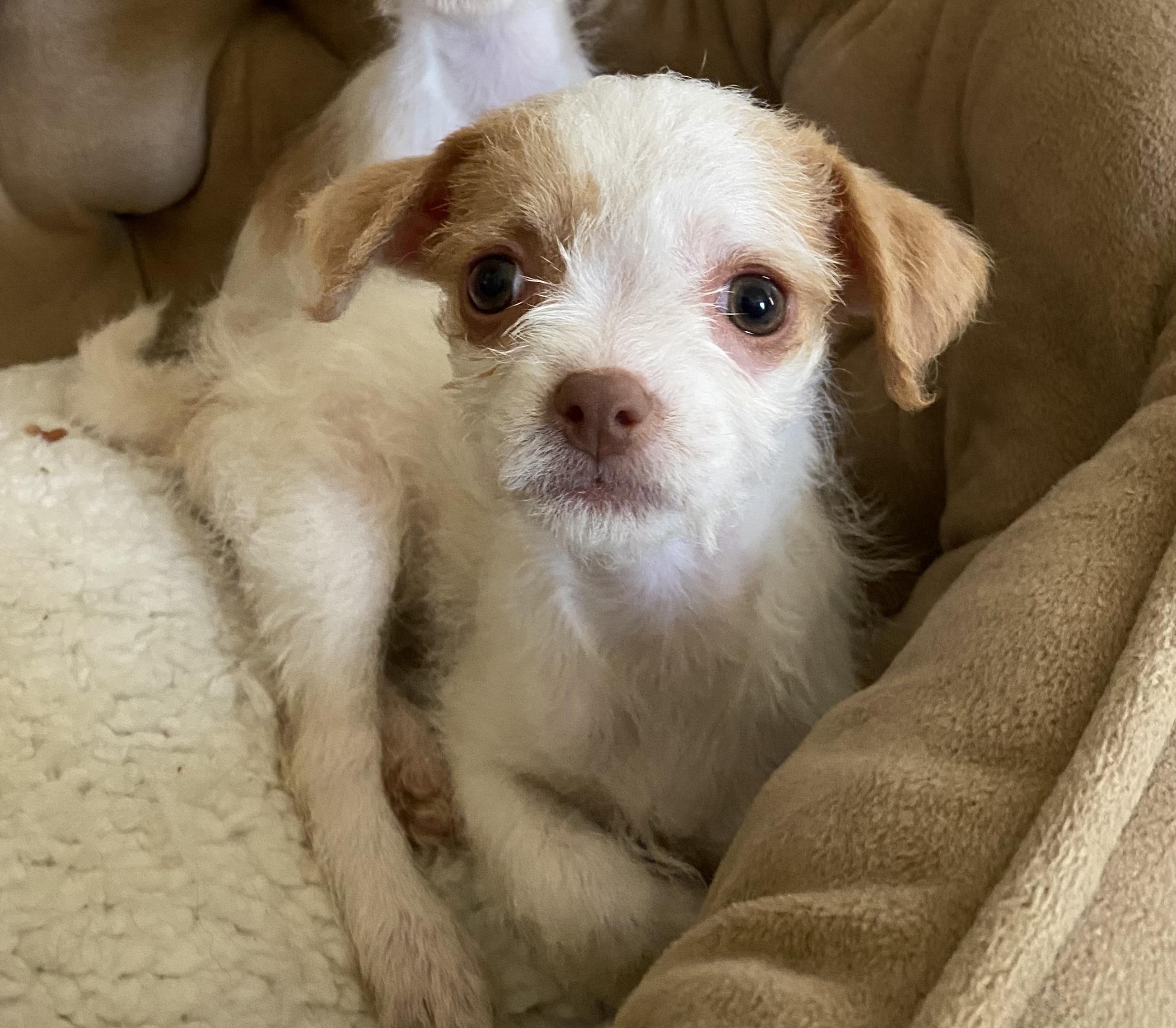 Petunia -needs a special home - who wants to adopt her photo 3
