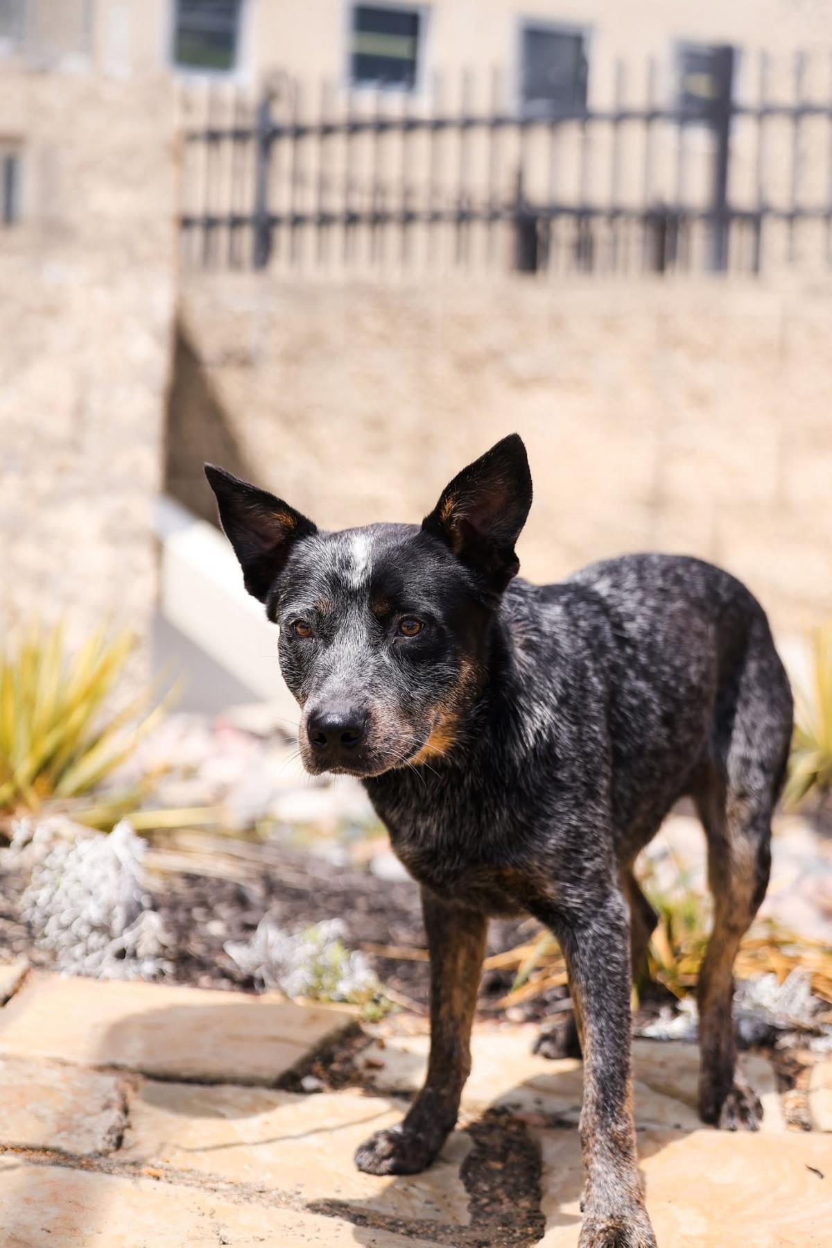 Outlaw, Adoptable, Adult Male Australian Cattle Dog / Blue Heeler.